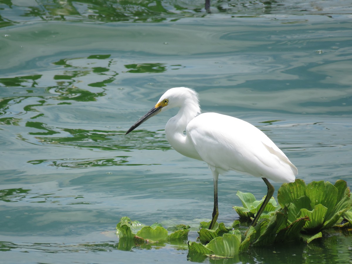 Snowy Egret - ML485242091