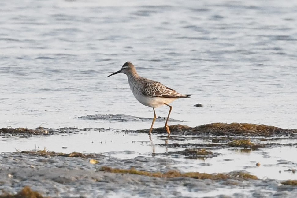 Stilt Sandpiper - Tim Metcalf