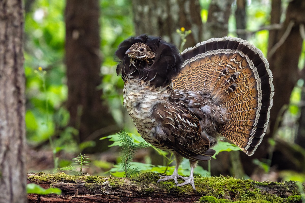 Ruffed Grouse - ML485244381