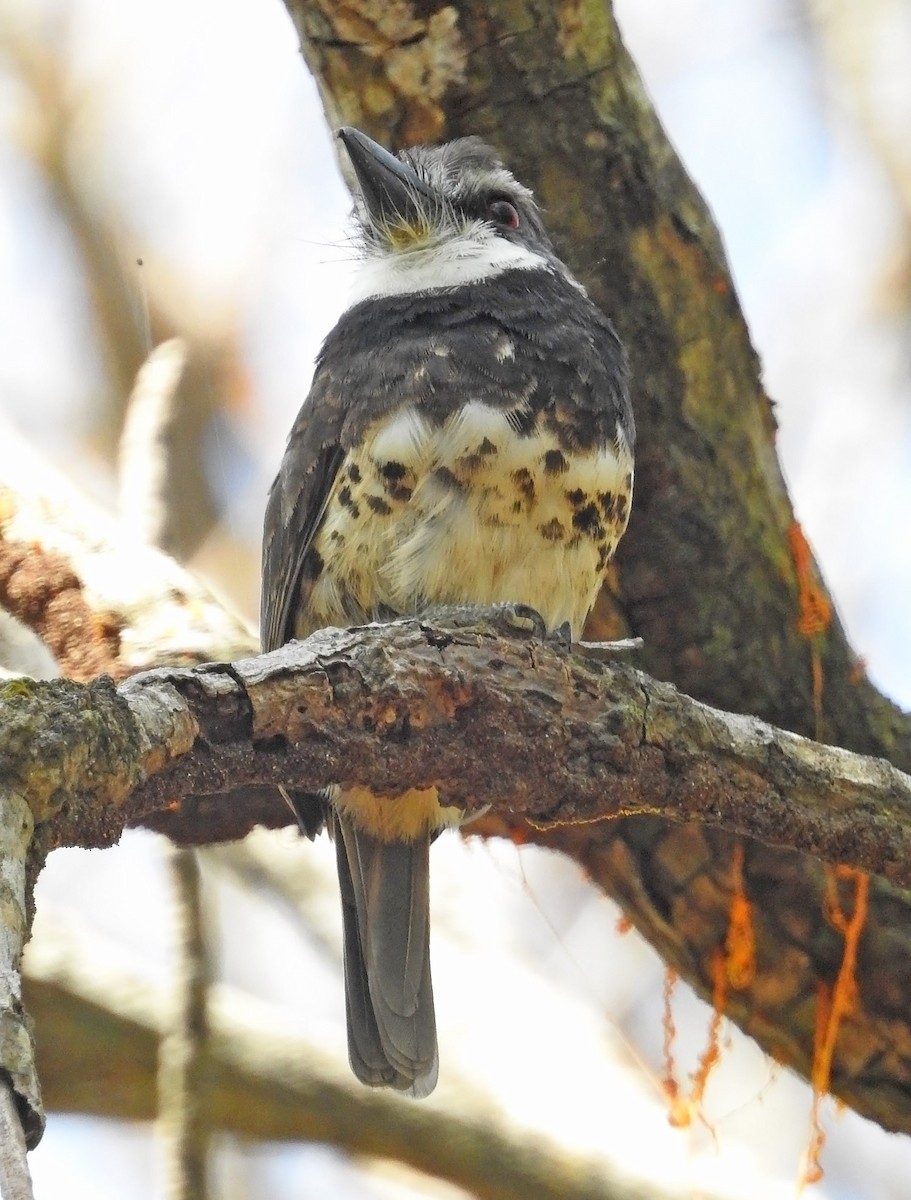 Sooty-capped Puffbird - ML485246301