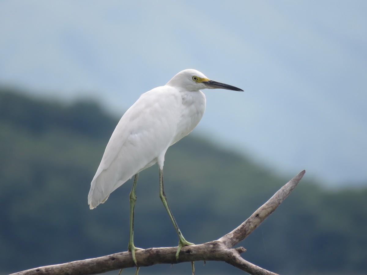 Snowy Egret - ML485246351