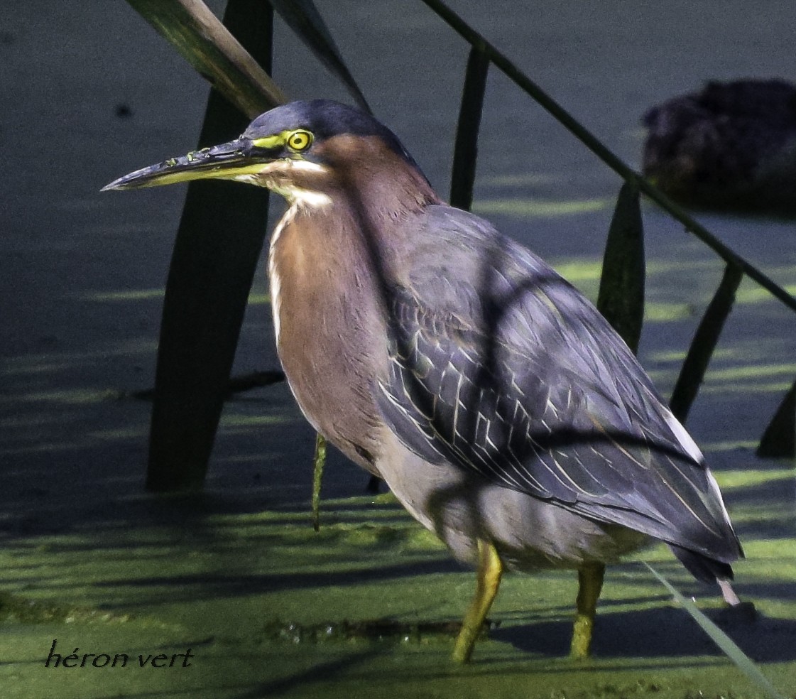 Green Heron - ML485247711