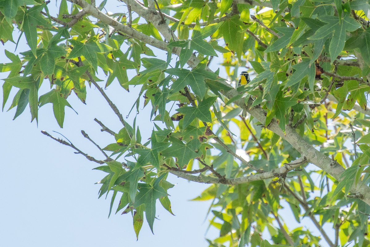 Yellow-throated Warbler - ML485247891