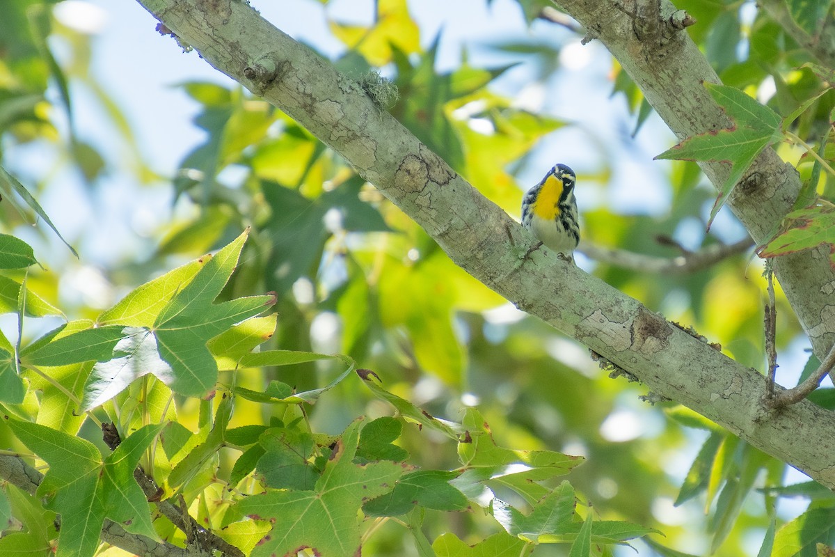 Yellow-throated Warbler - ML485247941