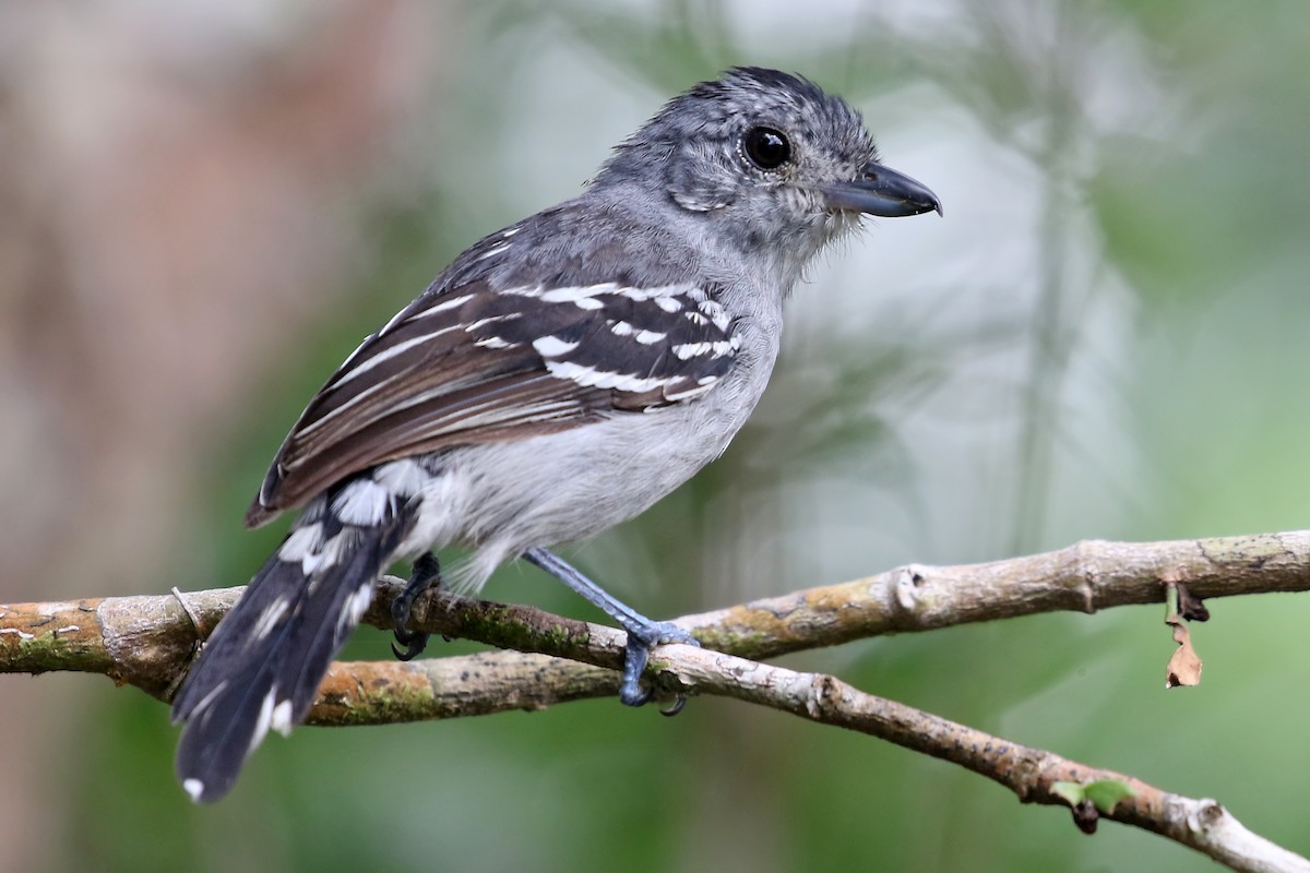 Sooretama Slaty-Antshrike - ML485248121