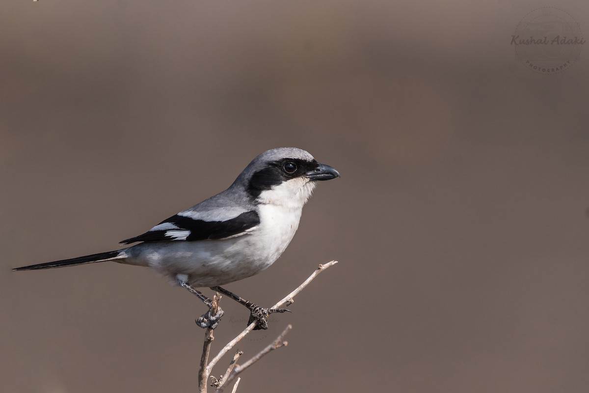 Great Gray Shrike (Indian) - kushal adaki