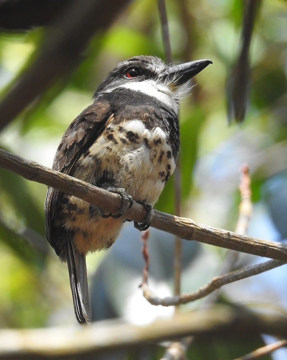 Sooty-capped Puffbird - ML485248411