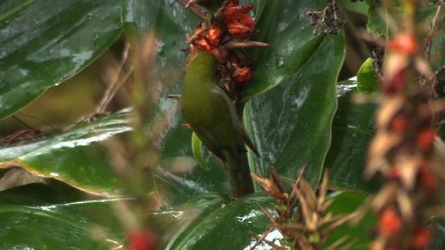 Warbling White-eye - ML485249