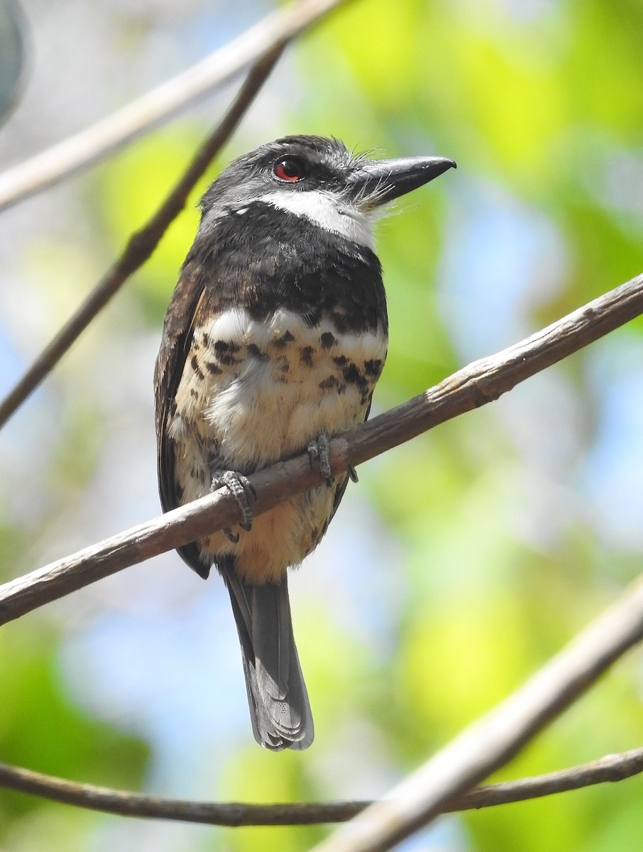 Sooty-capped Puffbird - ML485249841