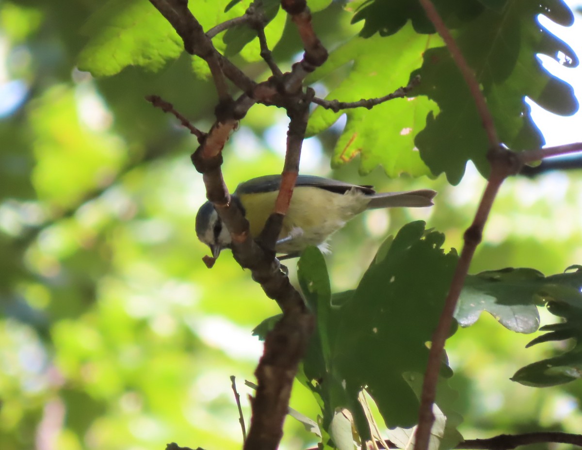 Eurasian Blue Tit - ML485250591