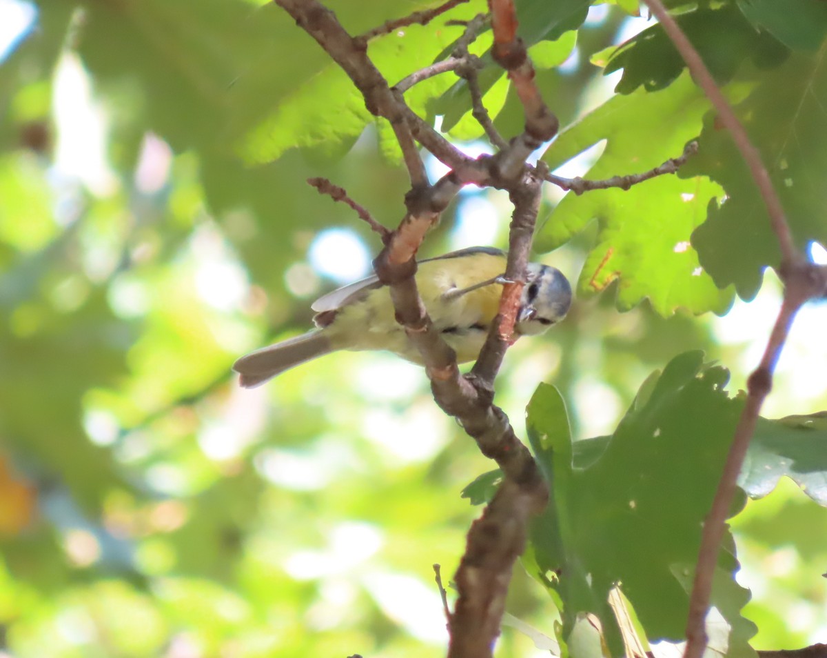 Eurasian Blue Tit - ML485250601