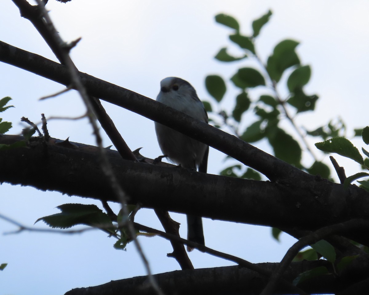 Long-tailed Tit - ML485250771