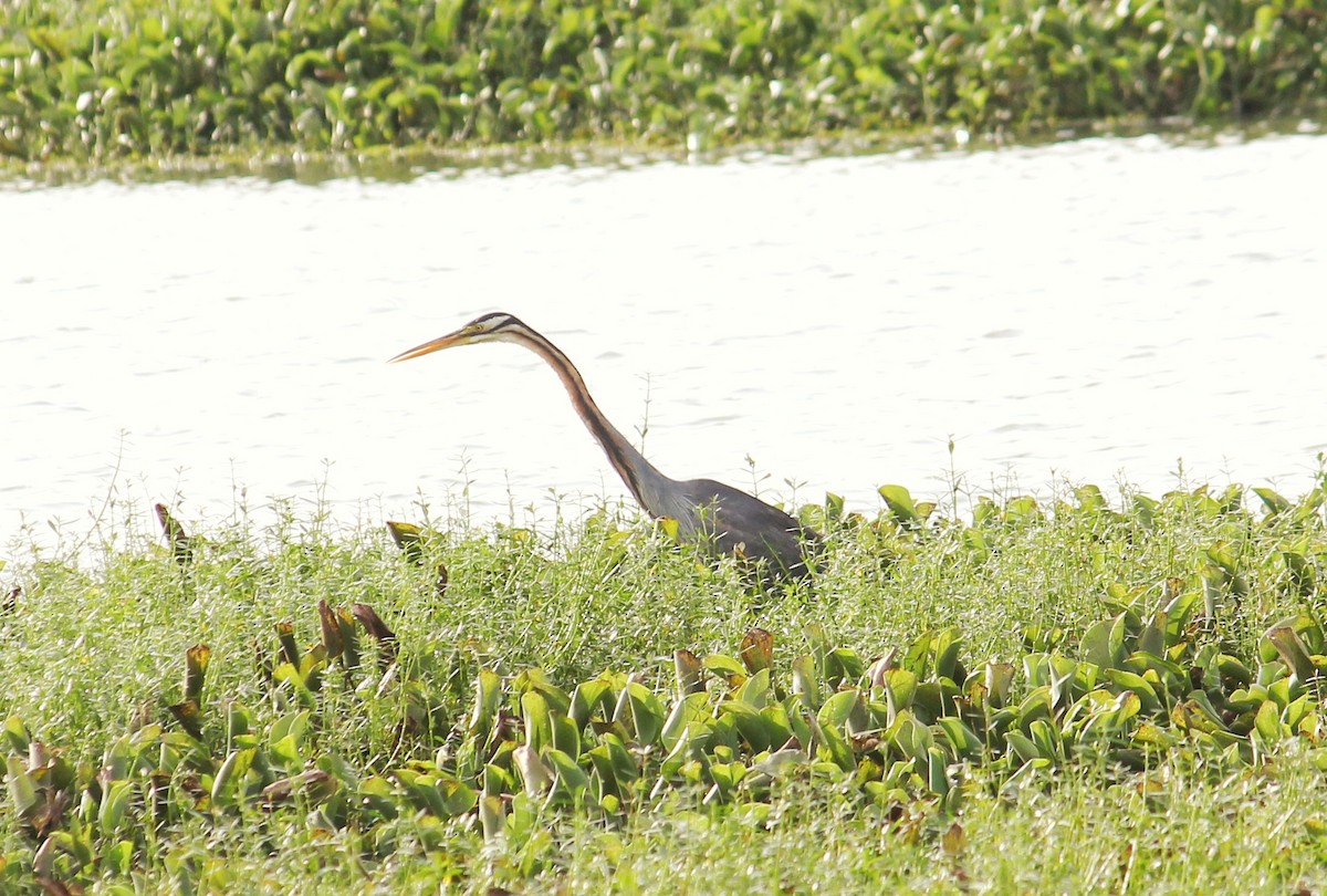 Purple Heron - ML485251001