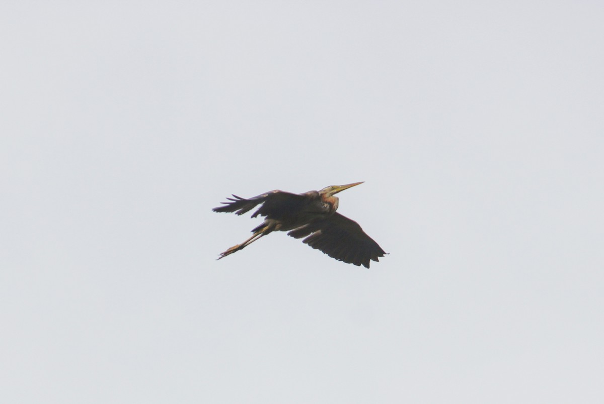 Purple Heron - ML485251011