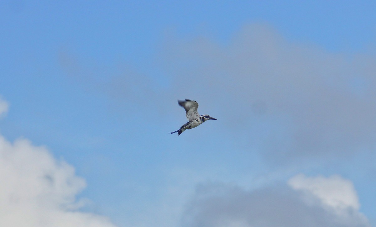 Pied Kingfisher - ML485251431