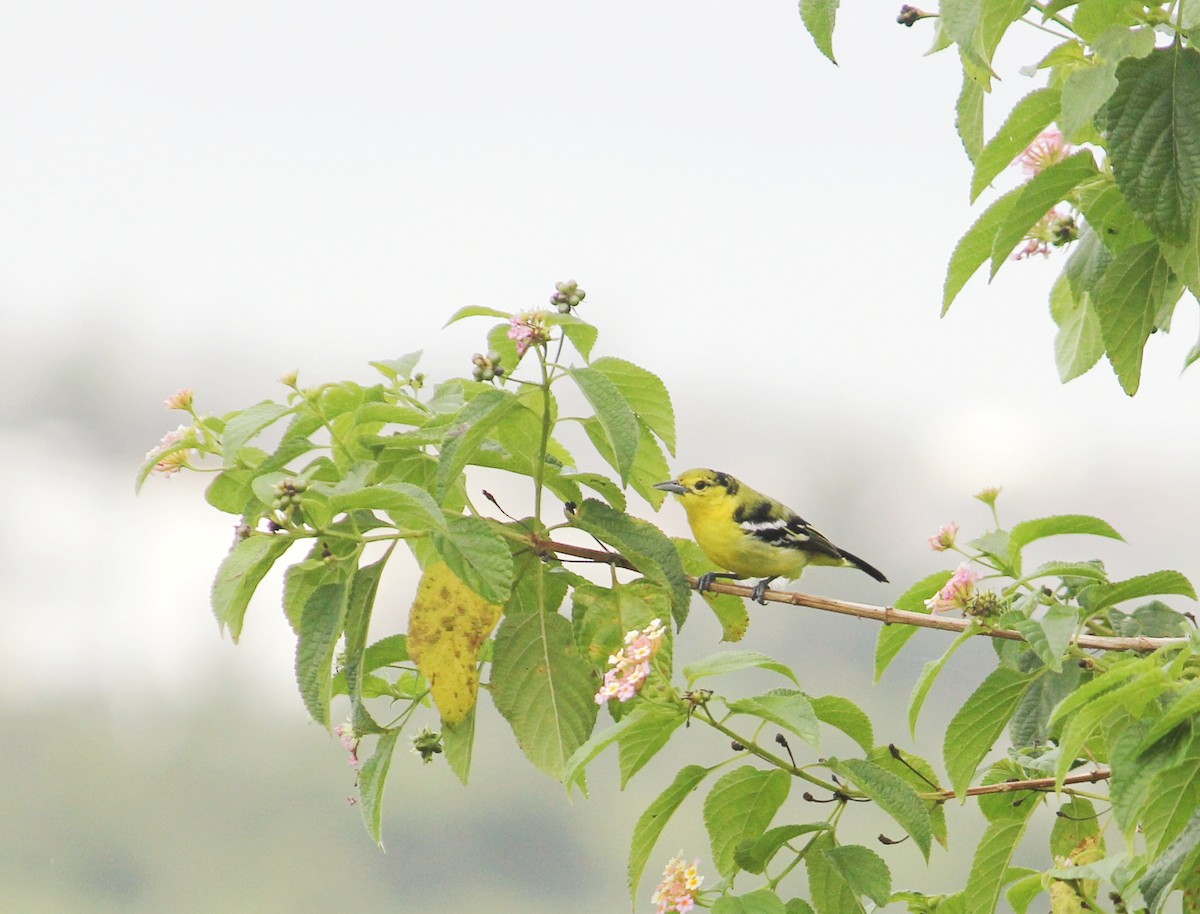 Common Iora - ML485251521