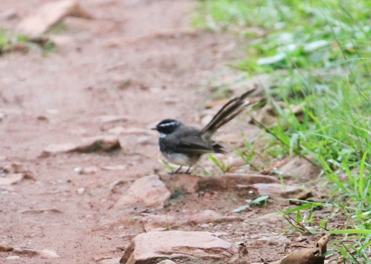 Spot-breasted Fantail - ML485251561