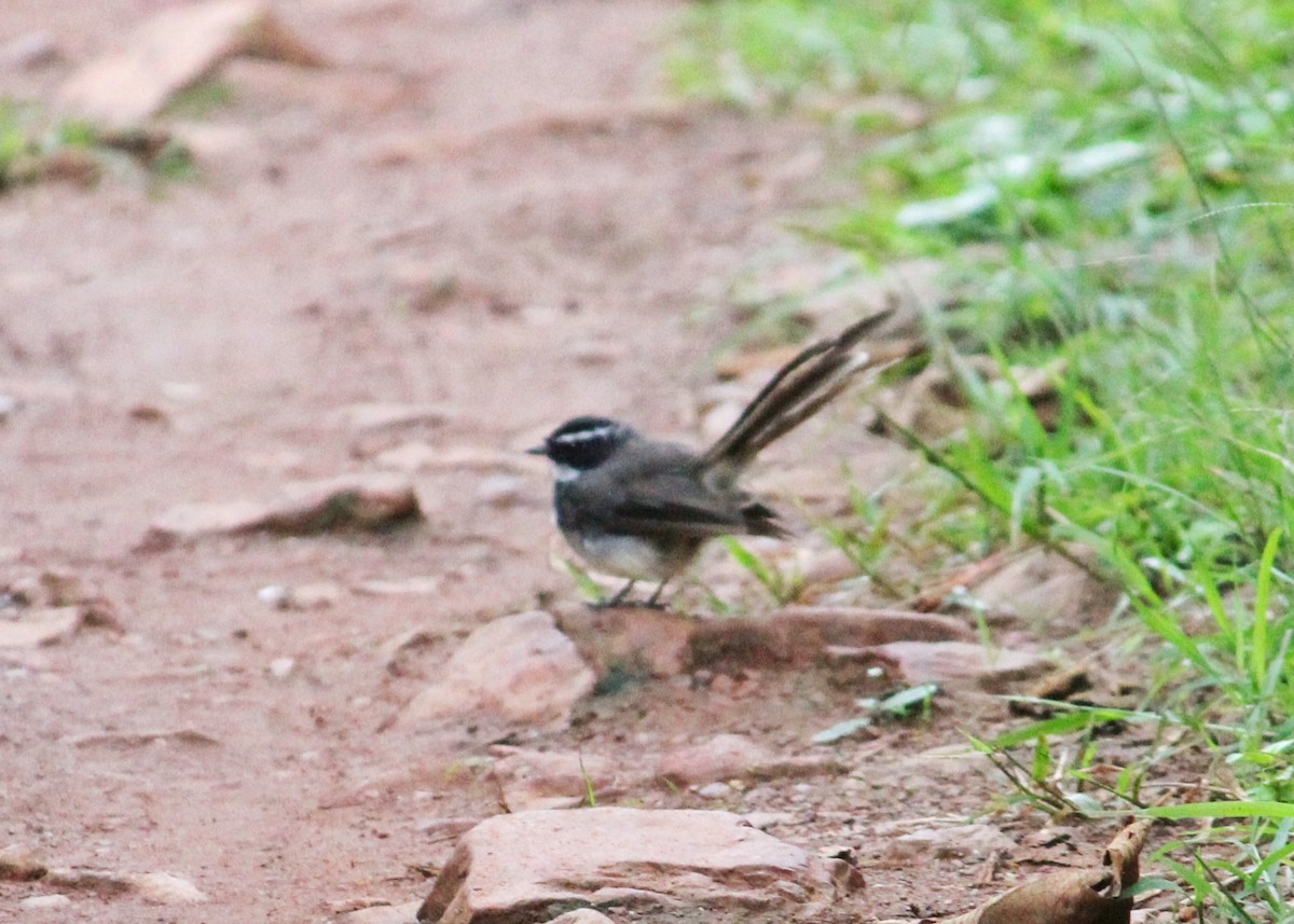 Spot-breasted Fantail - Hareesha AS