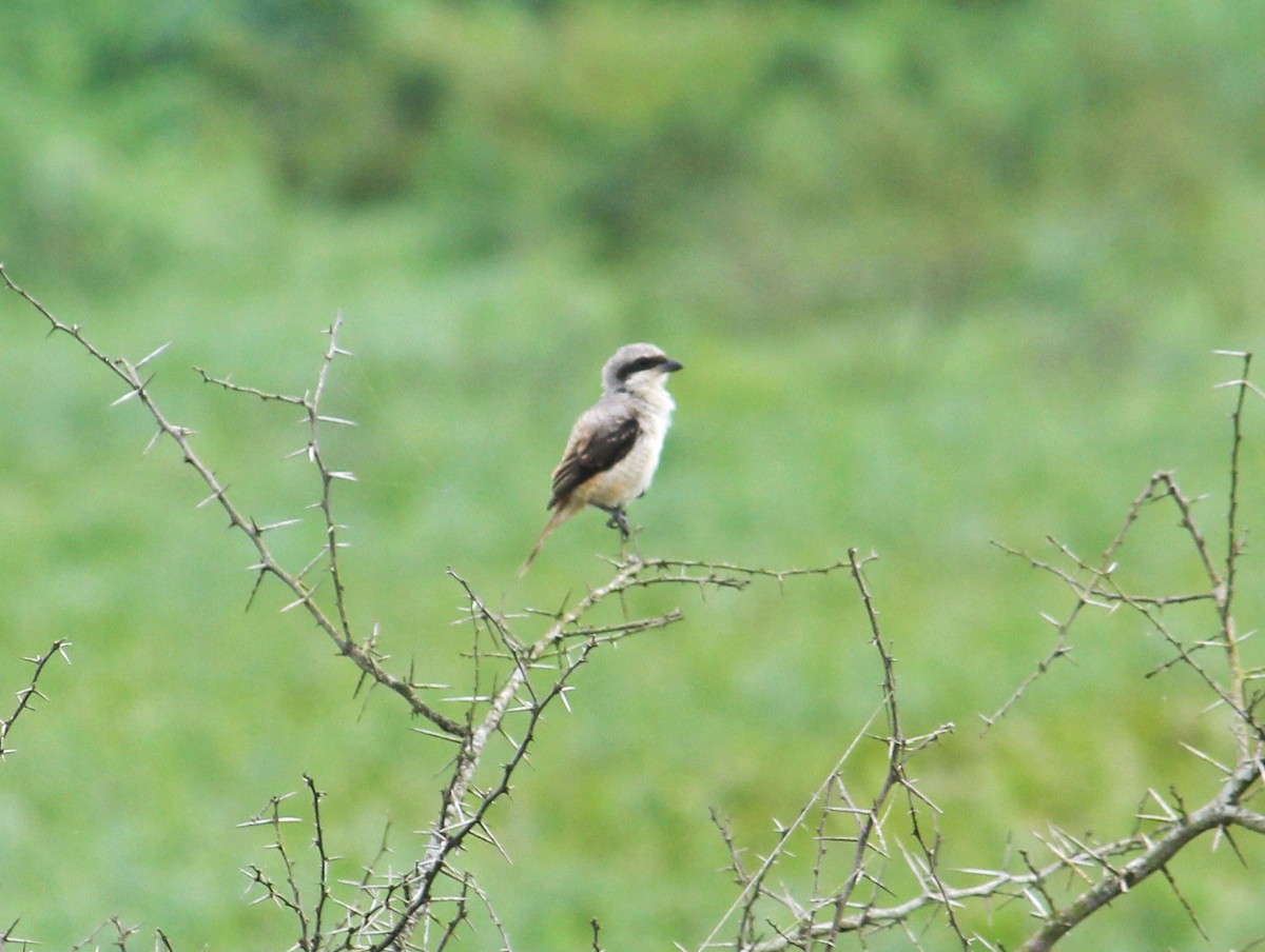 Bay-backed Shrike - ML485251631