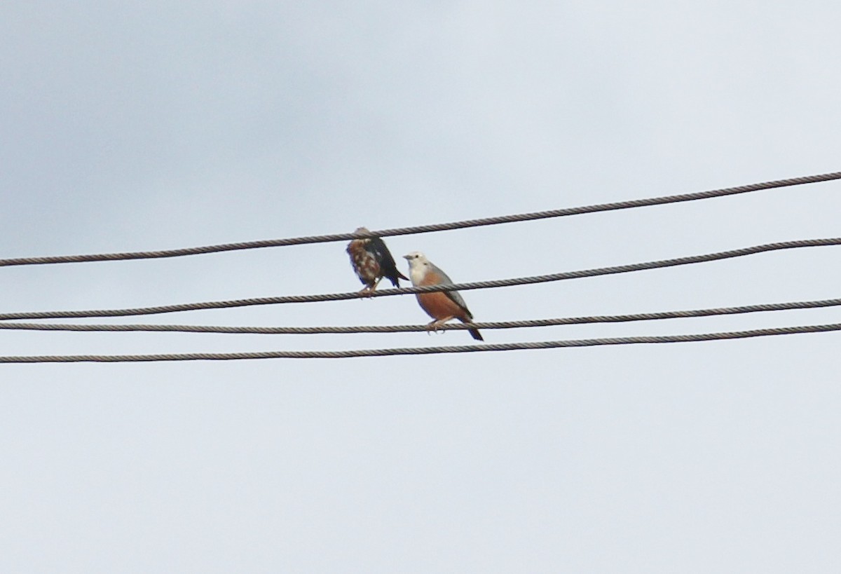 Malabar Starling - ML485251791