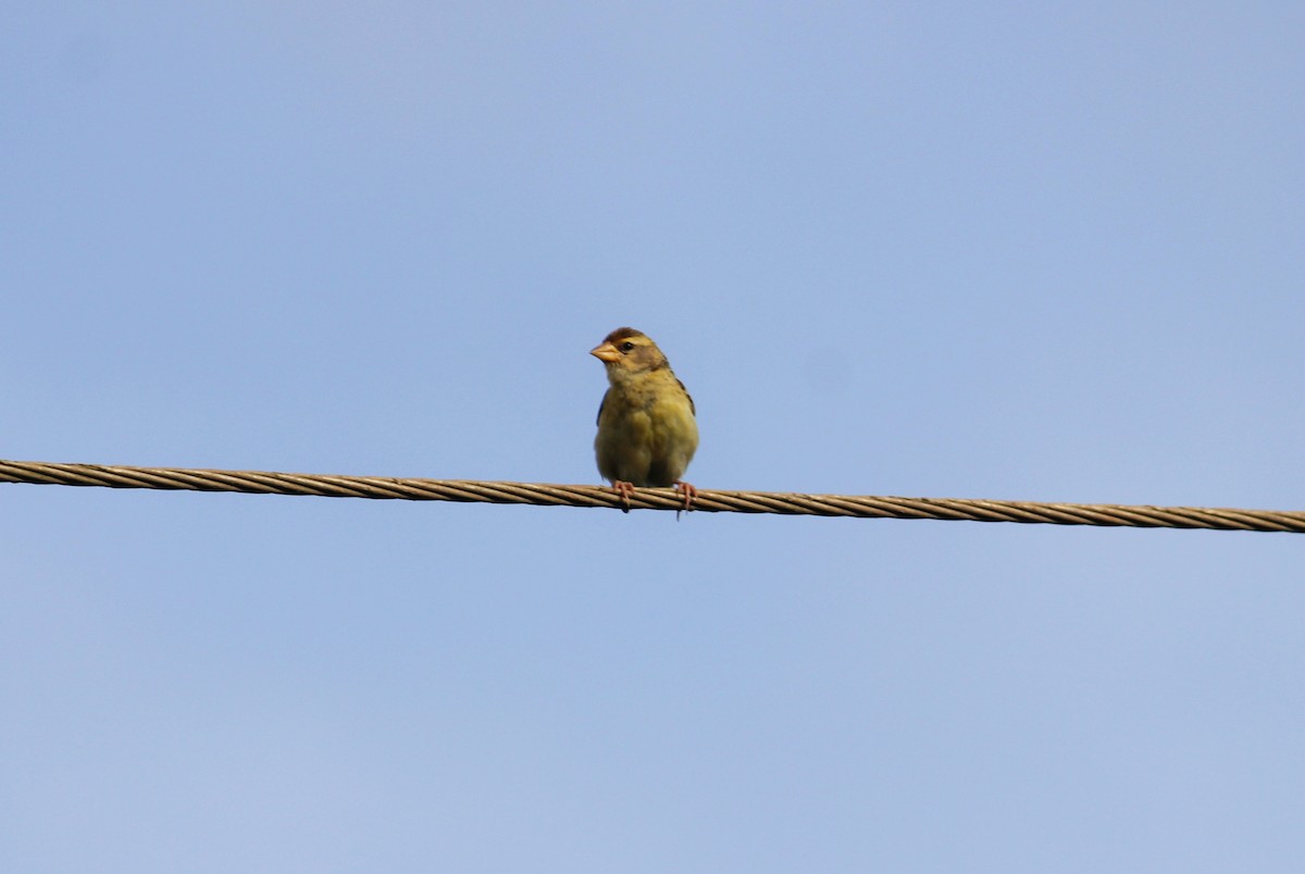 Baya Weaver - ML485251851