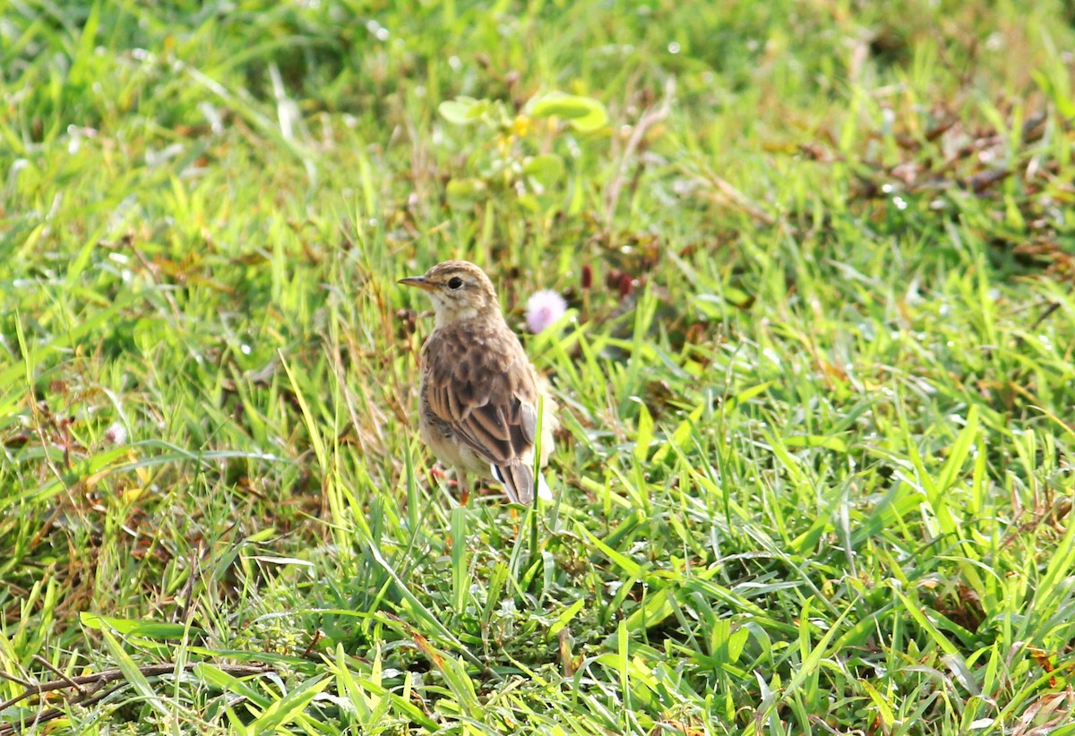 Paddyfield Pipit - ML485252011