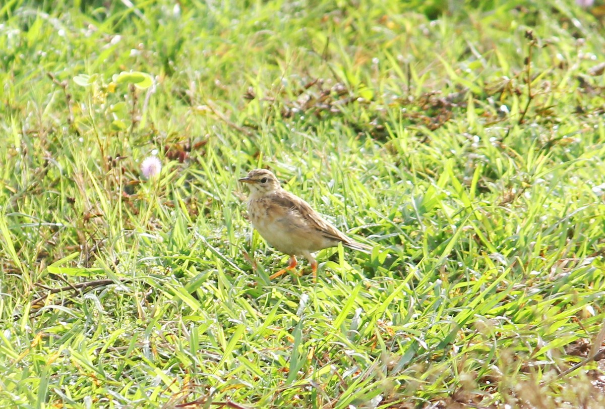 Paddyfield Pipit - ML485252031