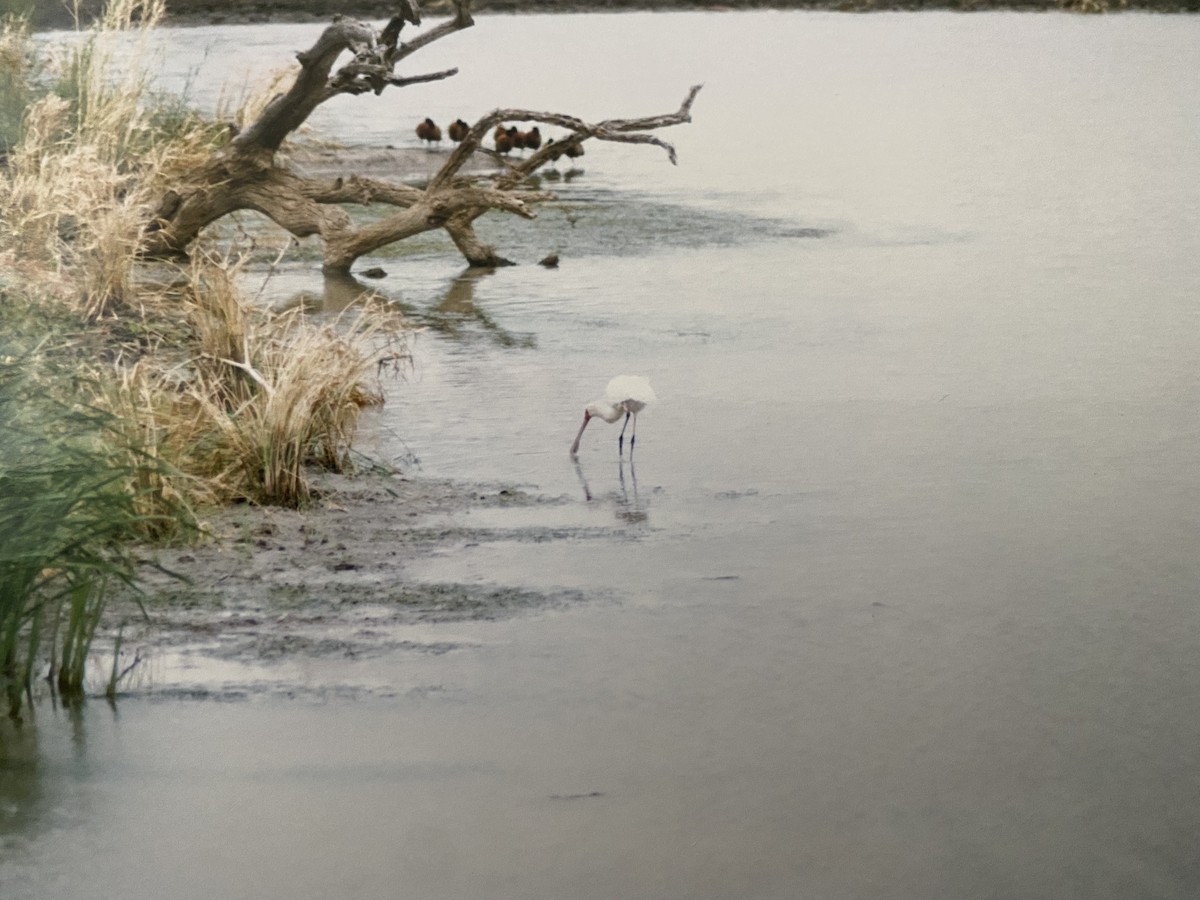 African Spoonbill - ML485252301