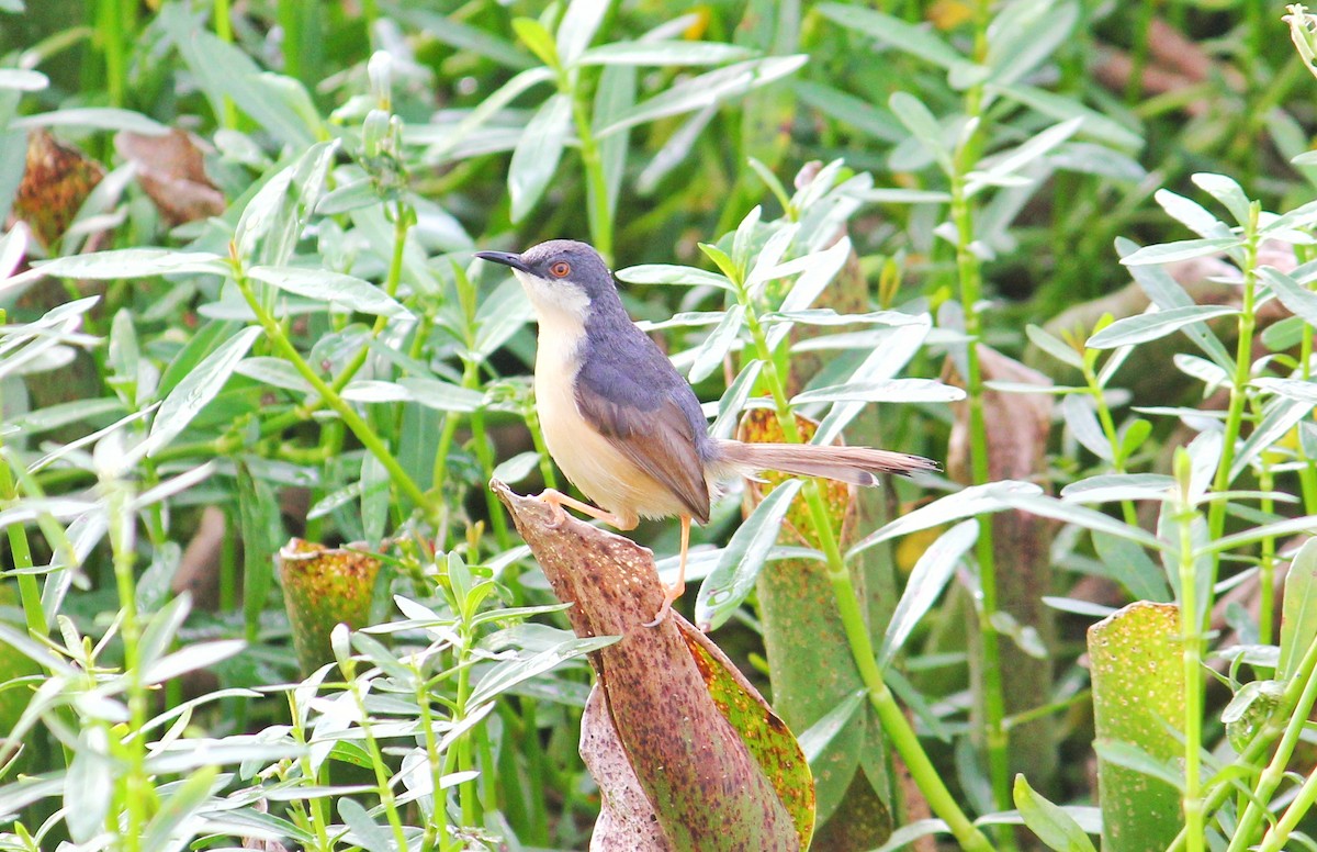 Ashy Prinia - ML485252331