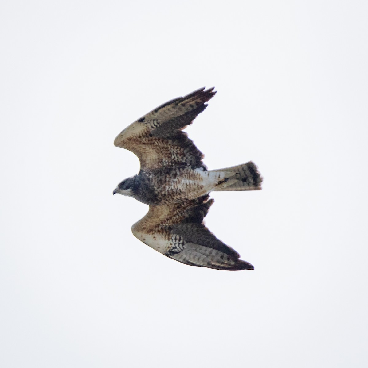 Swainson's Hawk - ML485253261