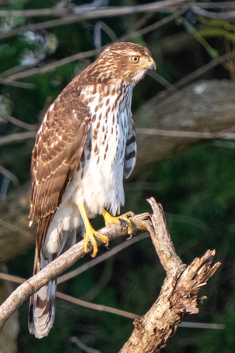 Cooper's Hawk - ML485254191