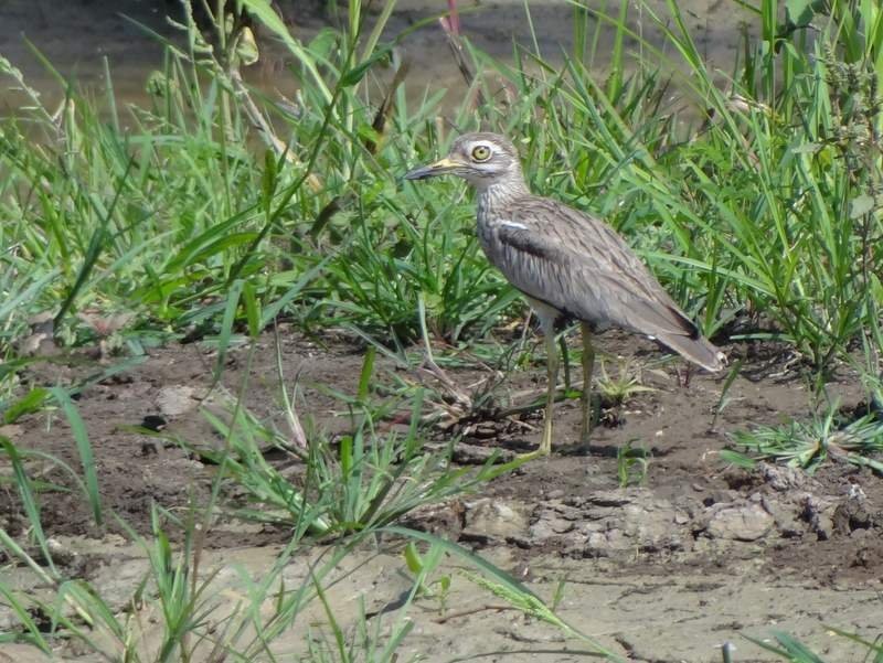 Senegal Thick-knee - ML48525421