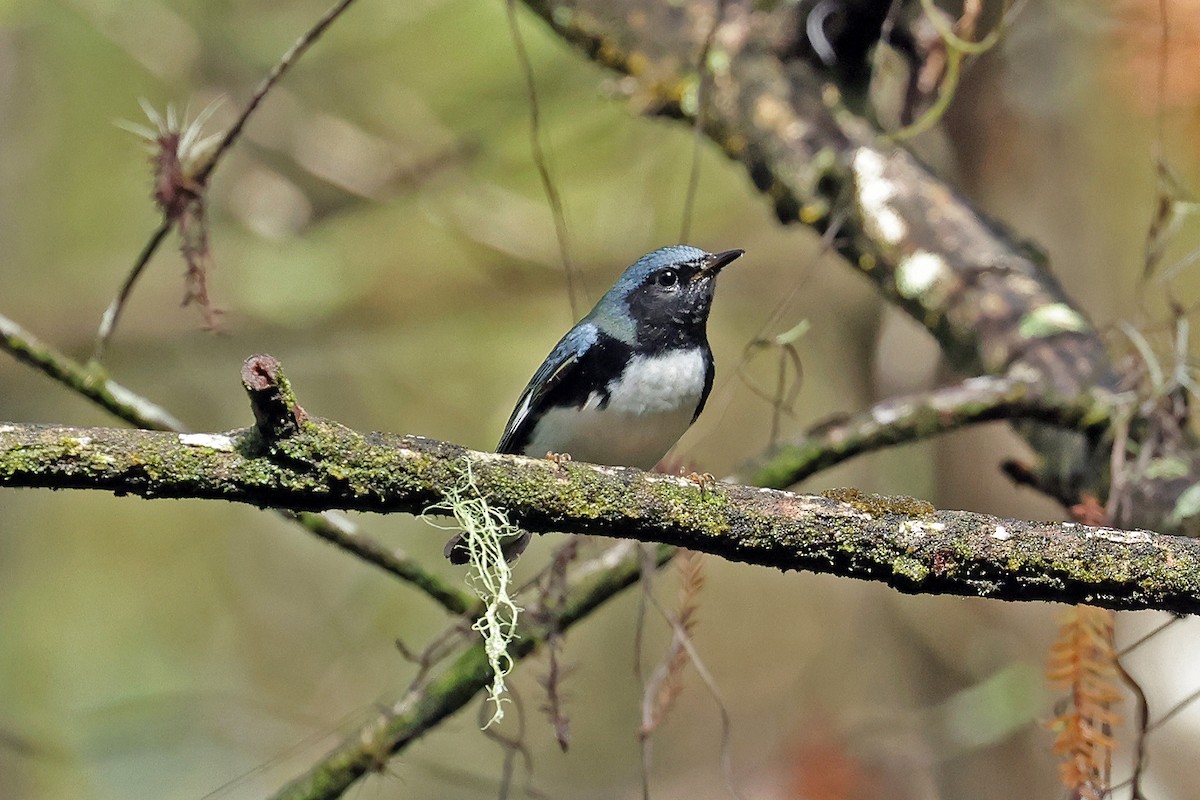 Black-throated Blue Warbler - ML485254311