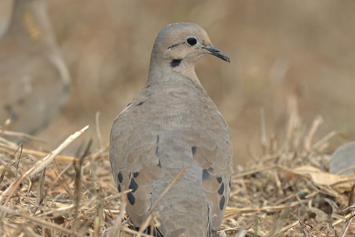 Eared Dove - John Mills