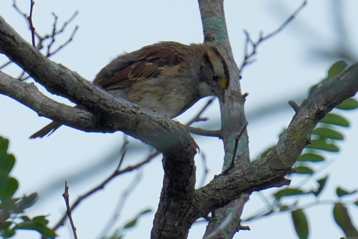 White-throated Sparrow - ML485257381
