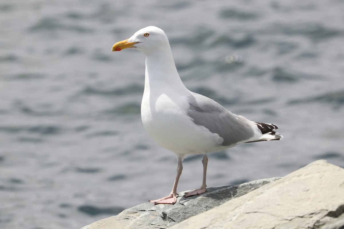 Herring Gull - ML485257921