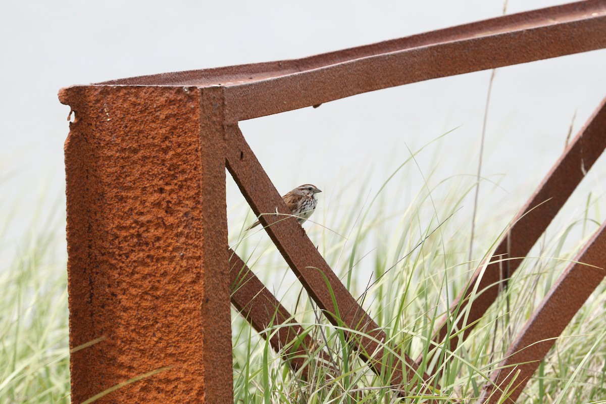 Song Sparrow - ML485258401