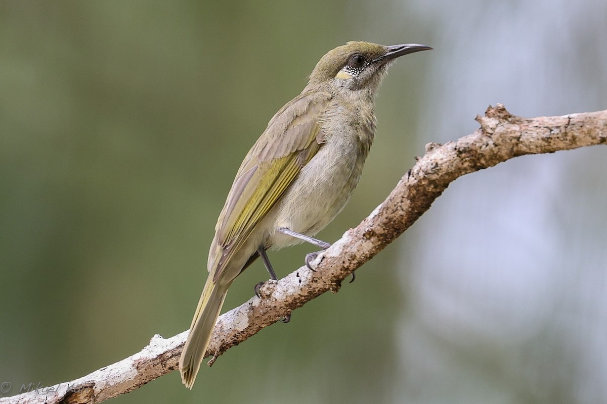 Olive Honeyeater - ML485258791