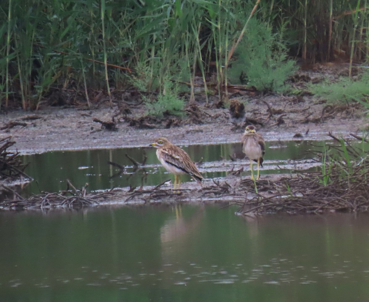 Eurasian Thick-knee - ML485260011