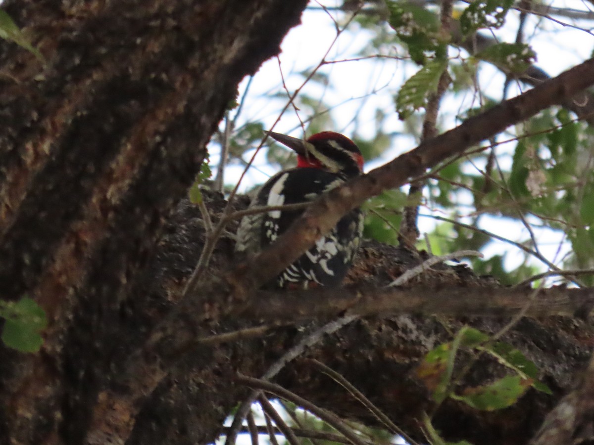 Red-naped Sapsucker - ML485260361