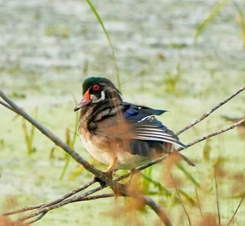 Wood Duck - ML485260631