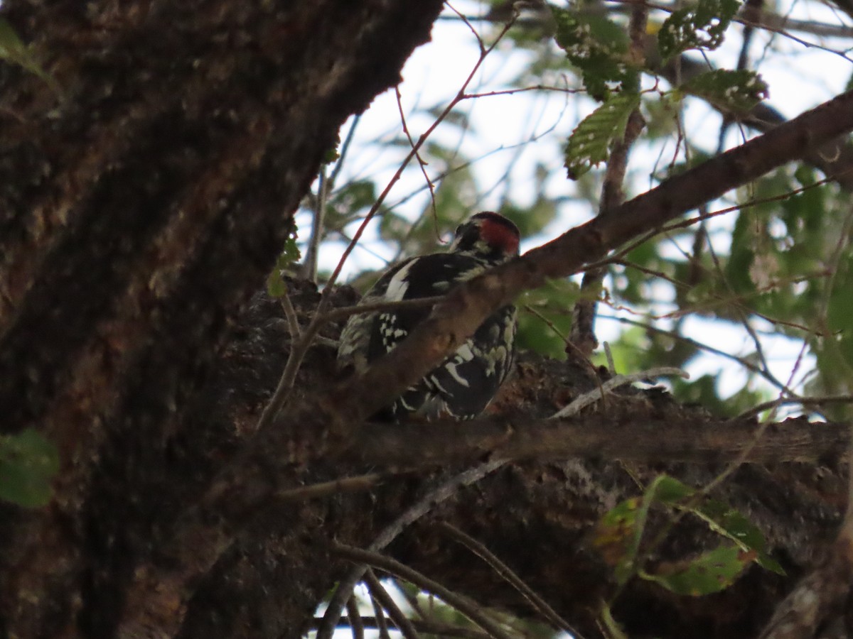Red-naped Sapsucker - ML485260771