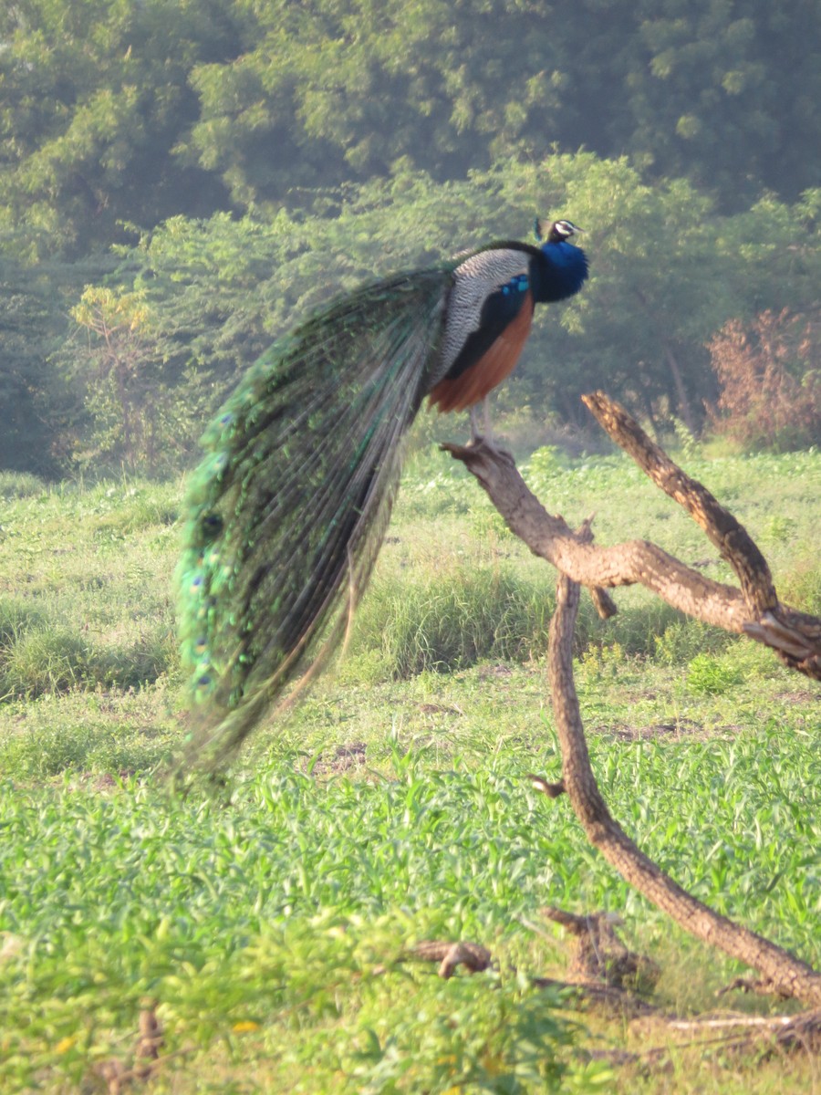 Indian Peafowl - ML485263241