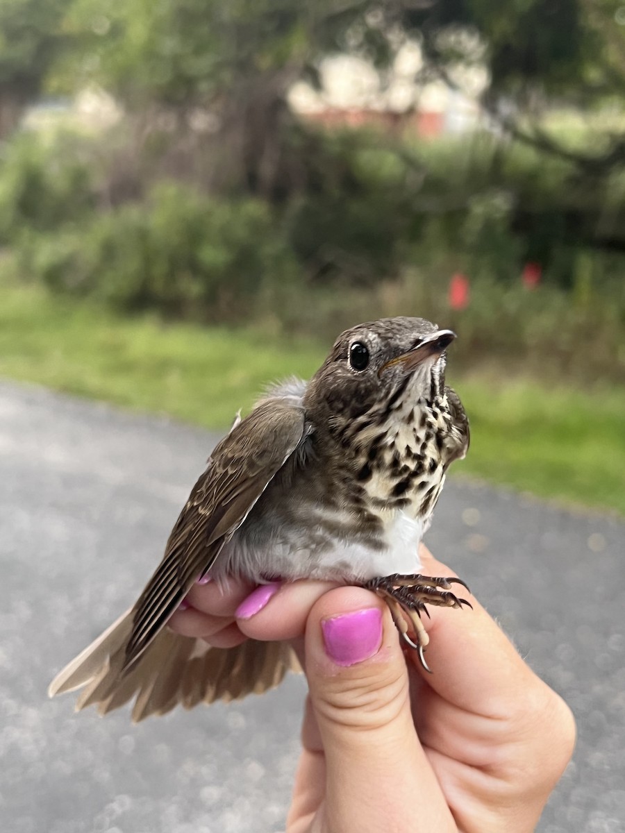 Gray-cheeked/Bicknell's Thrush - ML485263411