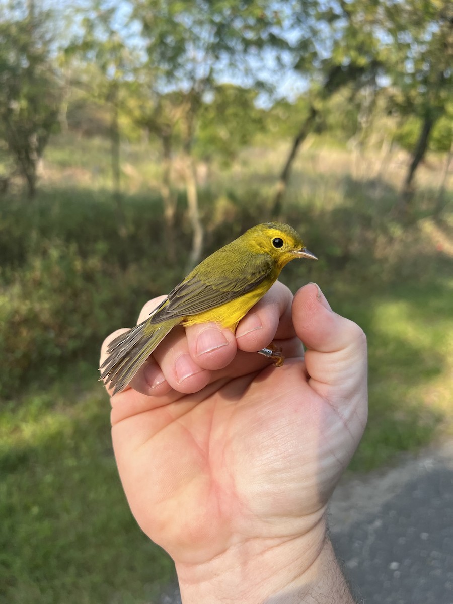 Wilson's Warbler - ML485263511