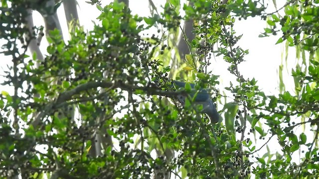 Green Imperial-Pigeon - ML485263531