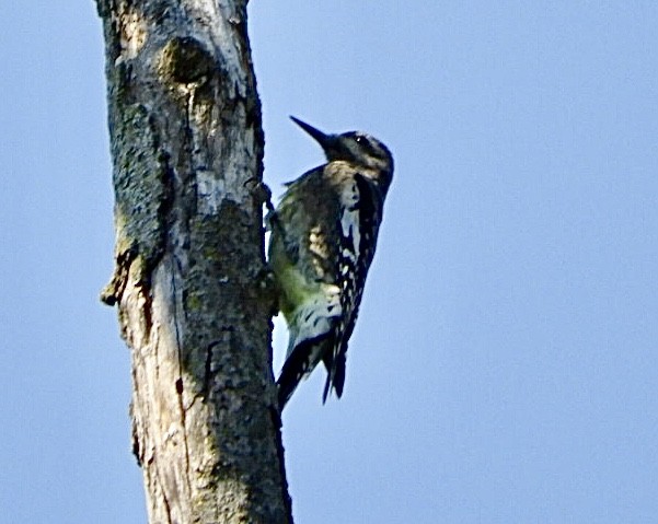 Yellow-bellied Sapsucker - Lois Rockhill