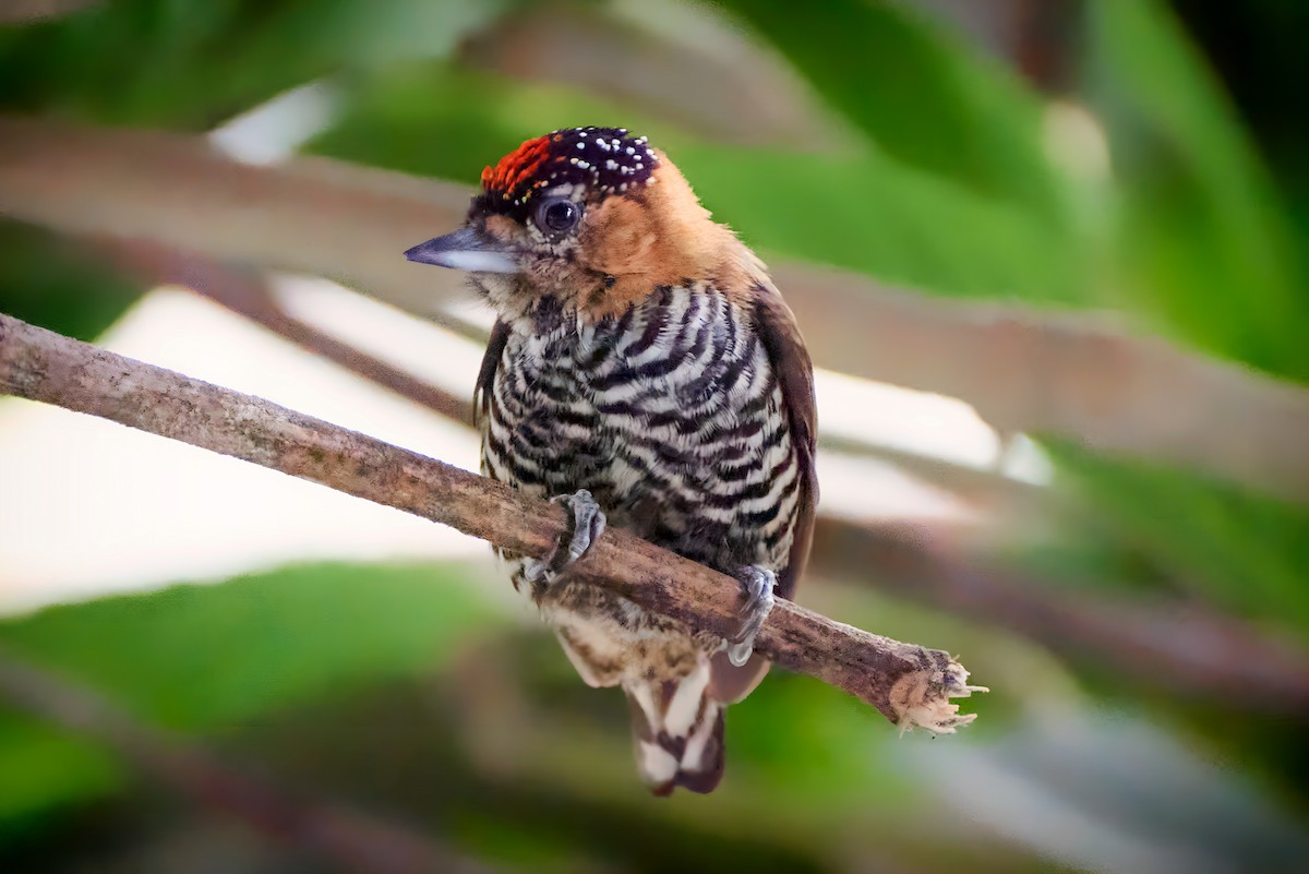 Ochre-collared Piculet - Ariel Sandin