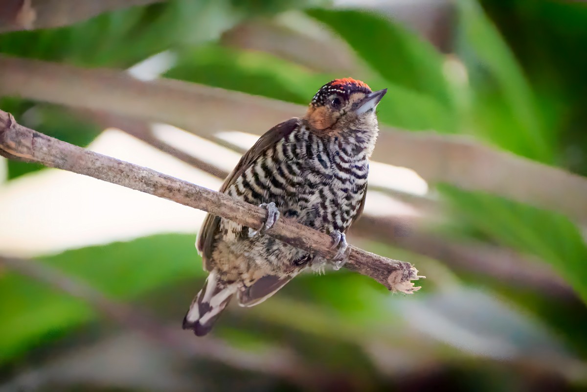 Ochre-collared Piculet - Ariel Sandin