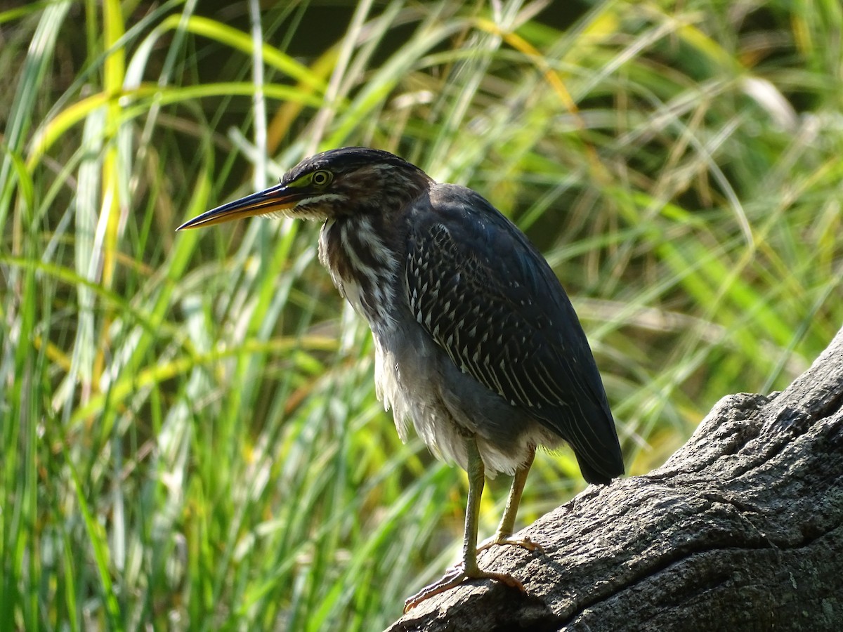 Green Heron - ML485267231